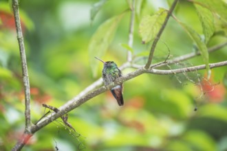 Rufous-tailed hummingbird (Amazilia tzacatl) on branch, Sarapiqui, Costa Rica, Central America