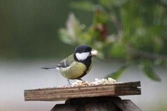 Great tit (Parus major), bird feeder, close-up, pretty, autumn, Germany, The great tit has a large
