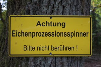 A warning sign hangs on an oak tree with the words Caution - Oak processionary moth - Please do not