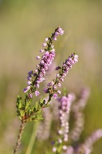Flowering heather (Calluna vulgaris), heather, Trupacher Heide nature reserve, Siegen, North