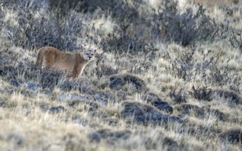 Cougar (Cougar concolor), Torres del Paine National Park, Chile, South America