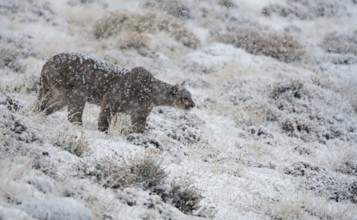 Cougar (Cougar concolor) in the snow, Torres del Paine National Park, Chile, South America
