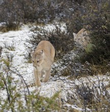 Cougar (Cougar concolor), Torres del Paine National Park, Chile, South America