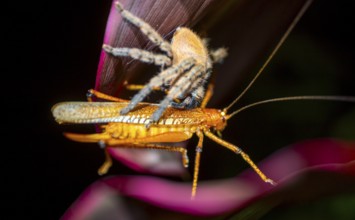Comb spider (Ctenidae) with captured grasshopper, sitting on a leaf, at night, Puntarenas province,