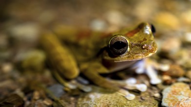 Costa Rica Masked tree frog (Smilisca phaeota) in the water, at night, Puntarenas province, Costa