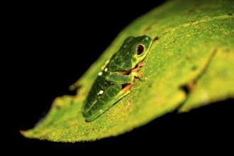 Red-eyed tree frog (Agalychnis callidryas) sitting on a leaf, at night, Puntarenas province, Costa