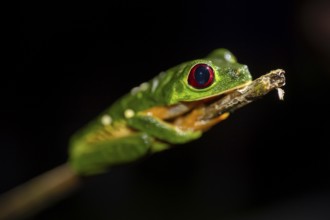 Red-eyed tree frog (Agalychnis callidryas) sitting on a stem, at night, Puntarenas province, Costa