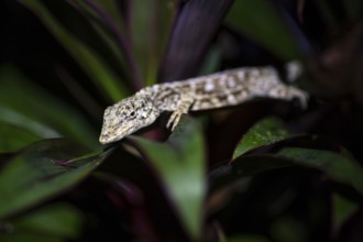 Pacific Lichen Anolis (Adolis charlesmyersi), Anolis sitting on a leaf at night, Puntarenas