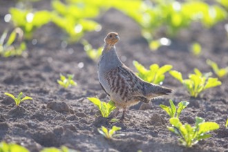 Grey partridge (Perdix perdix) Germany
