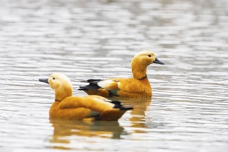 Ruddy shelduck (Tardora ferruginea) Germany