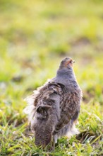 Grey partridge (Perdix perdix) Germany