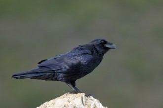 Raven (Corvus corax) on a rock, Extremadura, Spain