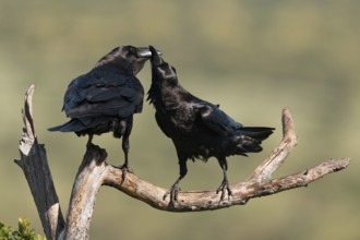 Pair of common ravens (Corvus corax) mating on a branch, Extremadura, Spain