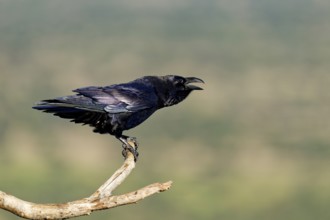 Raven (Corvus corax) on a dead branch, Ruf, Extremadura, Spain