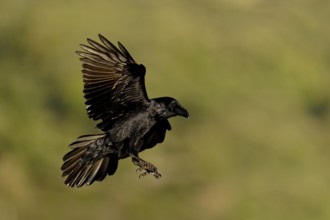 Raven (Corvus corax), flight, Extremadura, Spain