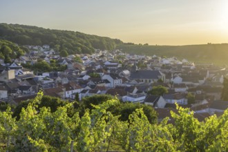 View of the village in the foreground Vineyards, Verzenay, Marne, France