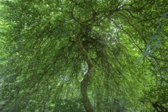Faux de Verzy beech forest, Verzy, Marne, France