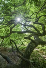 Faux de Verzy beech forest, Verzy, Marne, France
