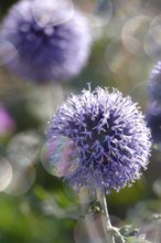 Thistle with beautiful bokeh, summer, Germany