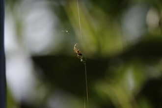 Spider building her web, summer, Germany