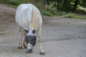 Mould with a fly mask on a riding stable, Franconia, Bavaria, Germany