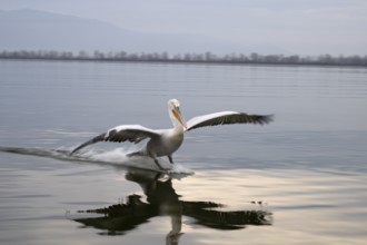 Dalmatian Pelican (Pelecanus crispus), Dalmatian Pelican, landing, long exposure, Lake Kerkini,