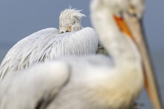 Dalmatian Pelican (Pelecanus crispus), Dalmatian Pelican, roosting, close up, in its plumage, Lake
