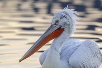 Dalmatian Pelican (Pelecanus crispus), Dalmatian Pelican, swimming, close up, in its plumage, Lake