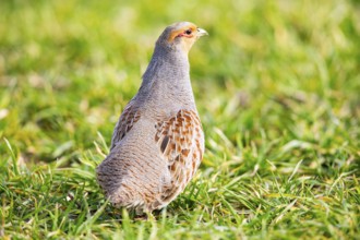Grey partridge (Perdix perdix) Germany