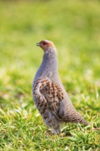 Grey partridge (Perdix perdix) Germany