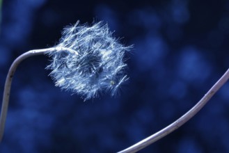 Dandelion, macro photography, summer, Germany