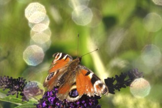 Peacock butterfly, summer, Germany