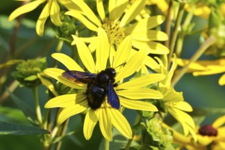 Wood bee on a flower, summer, Germany