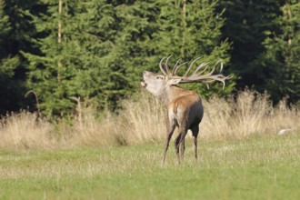 Red deer (Cervus elaphus) during the rutting season, a large stag roaring in a forest clearing,