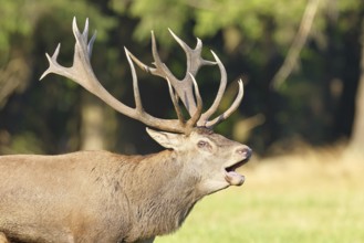 Red deer (Cervus elaphus) during the rutting season, a large stag roaring in a forest clearing,