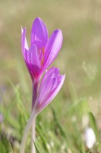 Autumn crocus (Colchicum autumnale), half-opened flowers in a meadow, endangered, protected