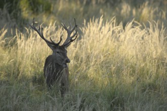 Red deer (Cervus elaphus) rutting stag in tall grass, Allgäu, Bavaria, Germany, Allgäu, Bavaria,