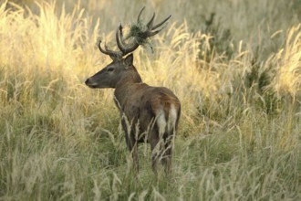 Red deer (Cervus elaphus) rutting stag with wire mesh in left antler bar secured in high grass,