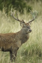 Red deer (Cervus elaphus) rutting stag with wire in left antler rod, secured in high grass, Allgäu,