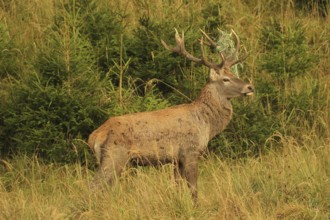Red deer (Cervus elaphus) rutting stag with wire in left antler bar, secured in tall grass in the