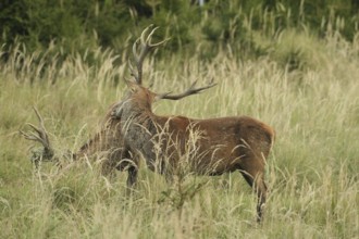 Red deer (Cervus elaphus) rutting deer, the left one with wire in left antler bar, being licked by