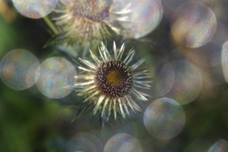 Thistle with beautiful bokeh, summer, Germany