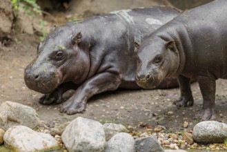 A female pygmy hippopotamus (Choeropsis liberiensis) stands next to its mother. Liberia, West