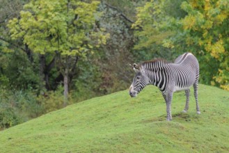 A Grévy's zebra (Equus grevyi) stands in a green meadow in hilly terrain. Botswana