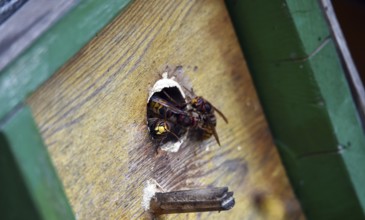 European hornets, hornets, (Vespa crabro) build nest in May box, Schleswig-Holstein, Germany