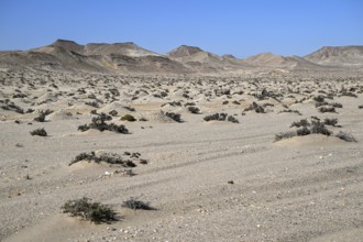 Diamond mining mound in the desert sand at the beginning of the 20th century, Pomona, restricted
