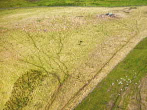Sheeps on farmsland over Waterloo Monument over Scottish fields and farms from a drone, Jedburgh,