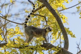A ring-tailed lemur (Lemur catta) runs across a branch high up in a tree against the light on a