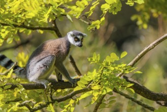 A ring-tailed lemur (Lemur catta) sits on a sunny day high up in a tree among fresh green leaves.
