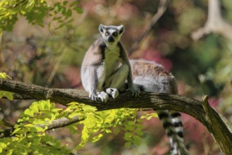 Two ring-tailed lemurs (Lemur catta) sit on a sunny day high up in a tree among fresh green leaves